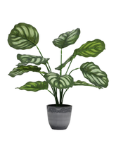 Artificial Striped Orbifolia Plant 45cm (1.5ft)